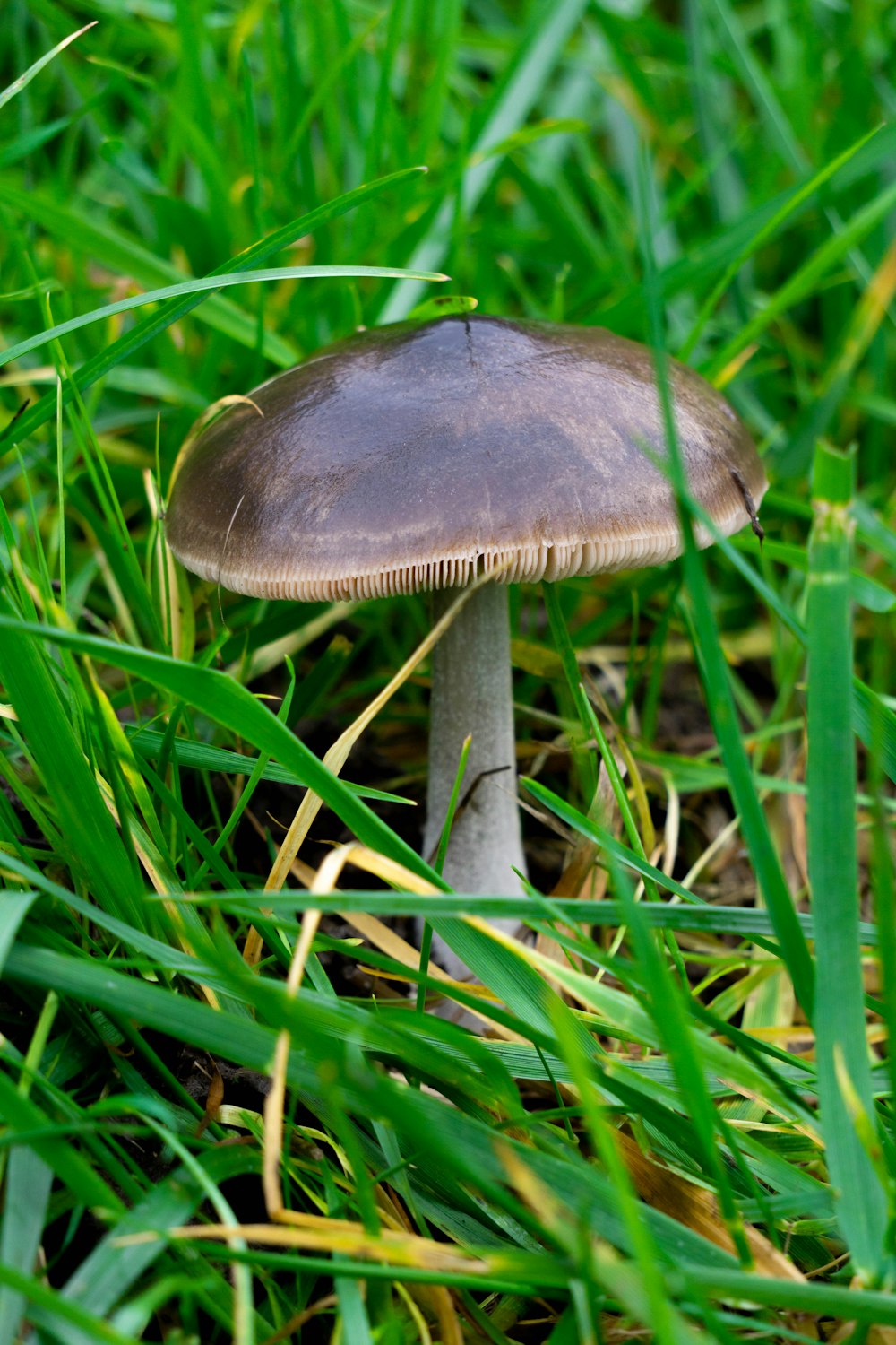 a small mushroom sitting on the ground in the grass