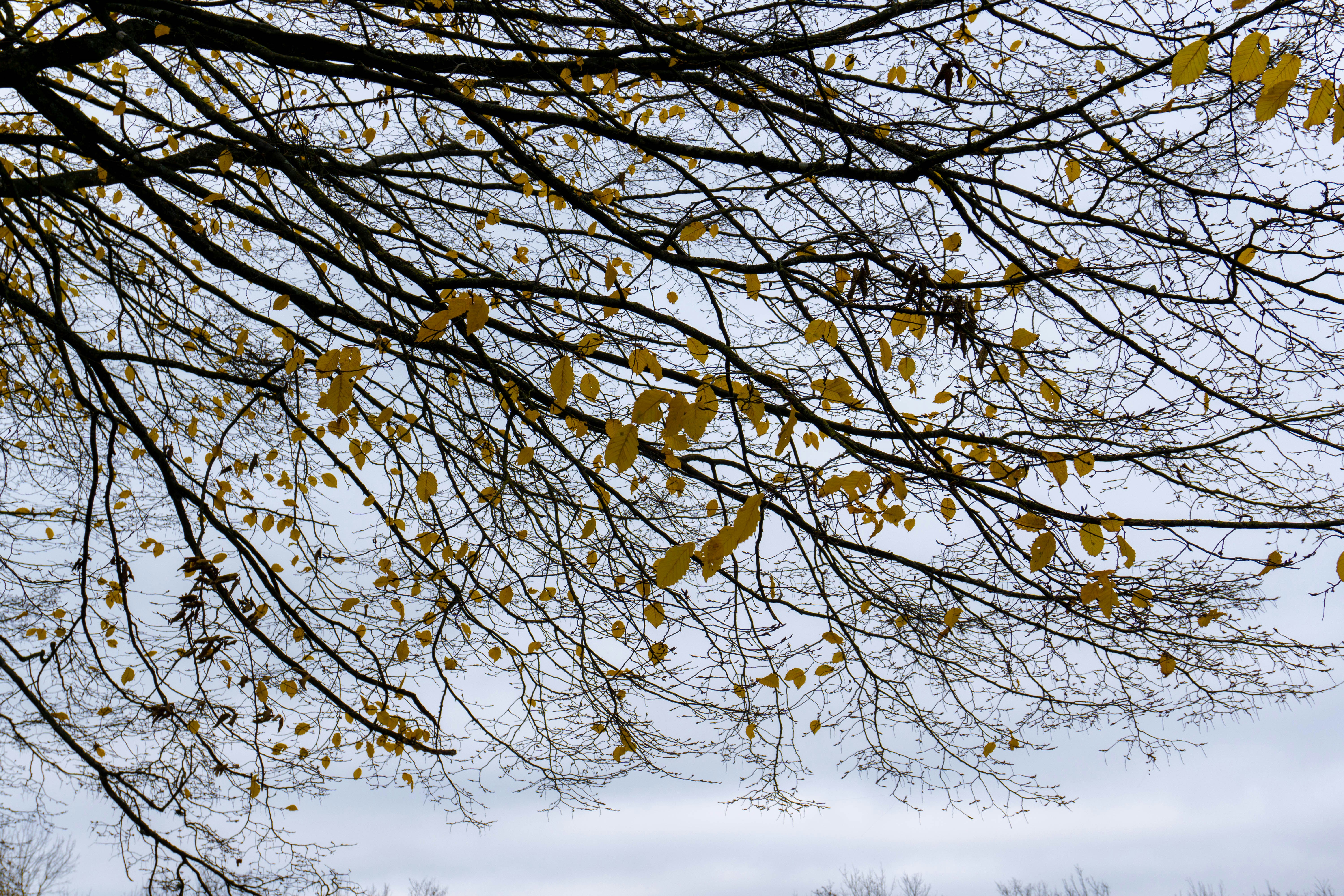 Photo by the_wild_pixel