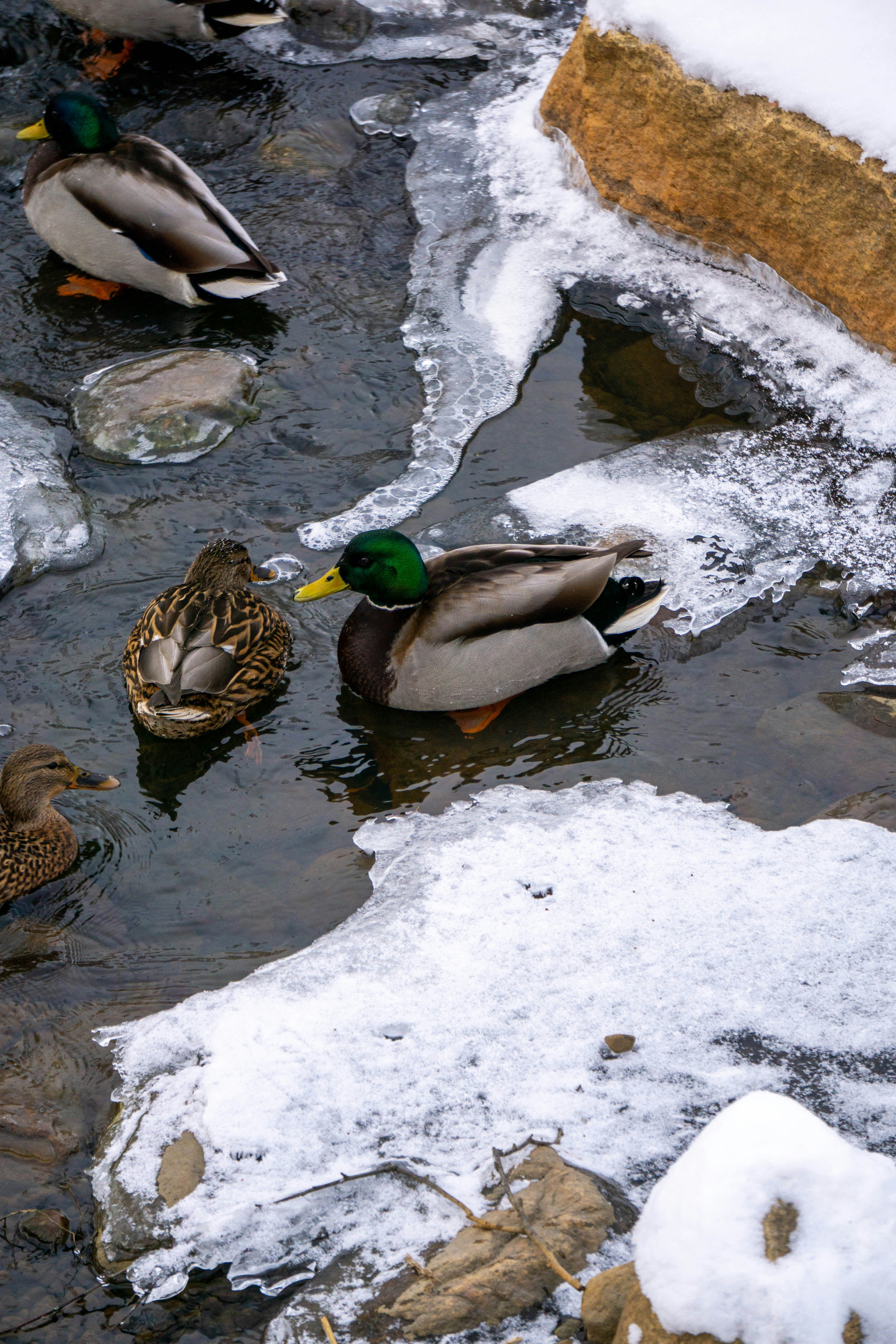 a group of ducks floating on top of a body of water