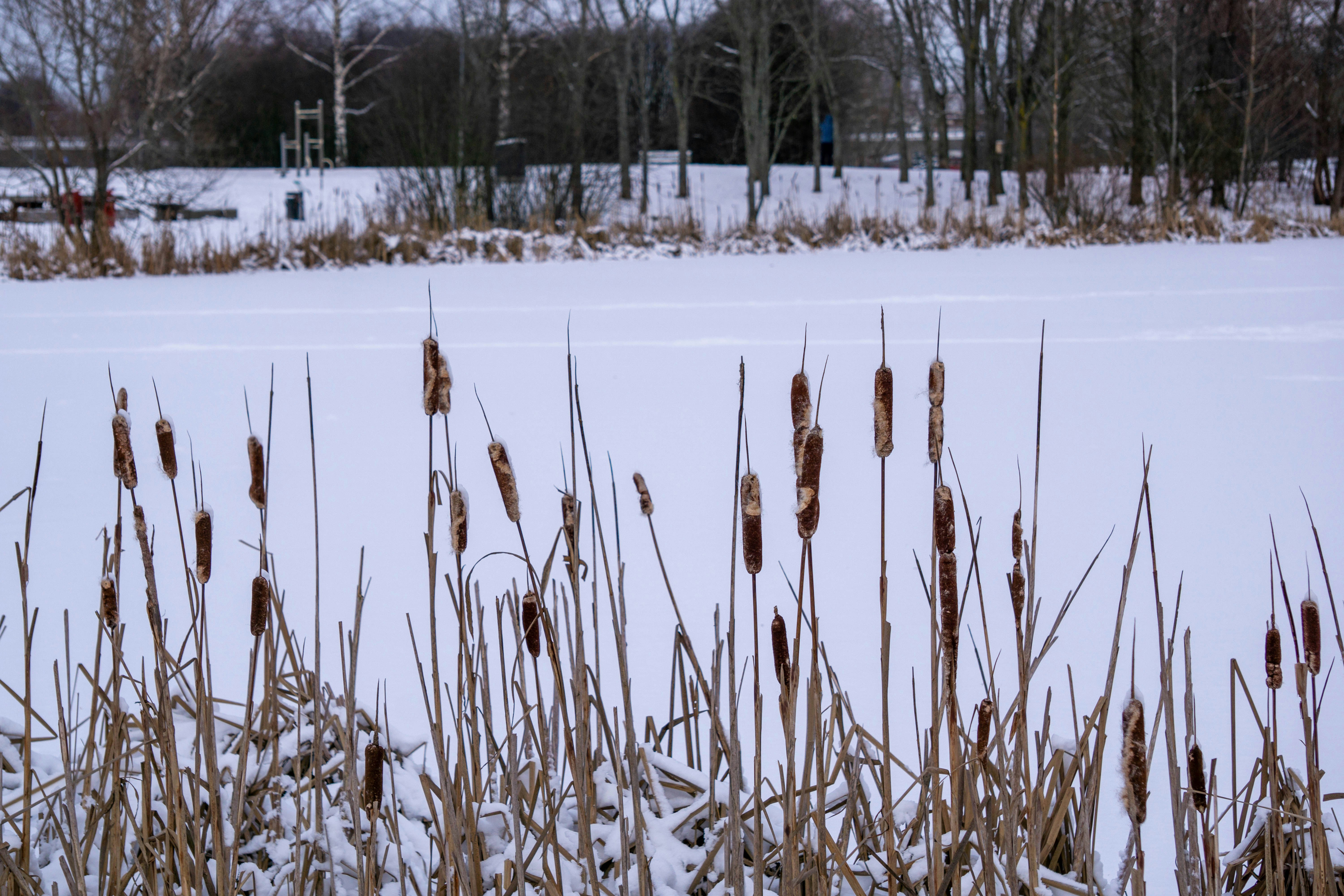 a bunch of tall grass in the snow