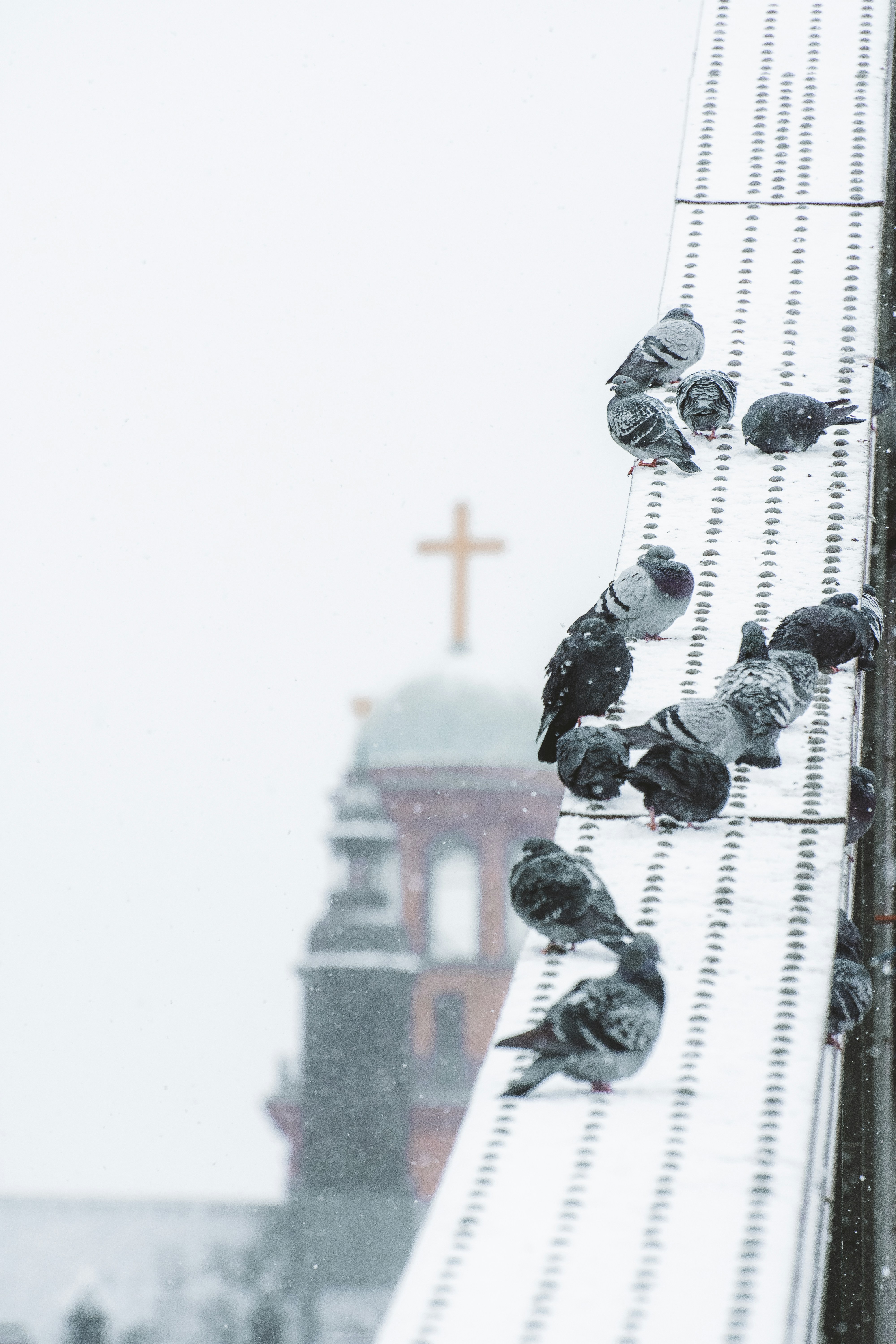 Ein Vogelschwarm sitzt auf einem Dach