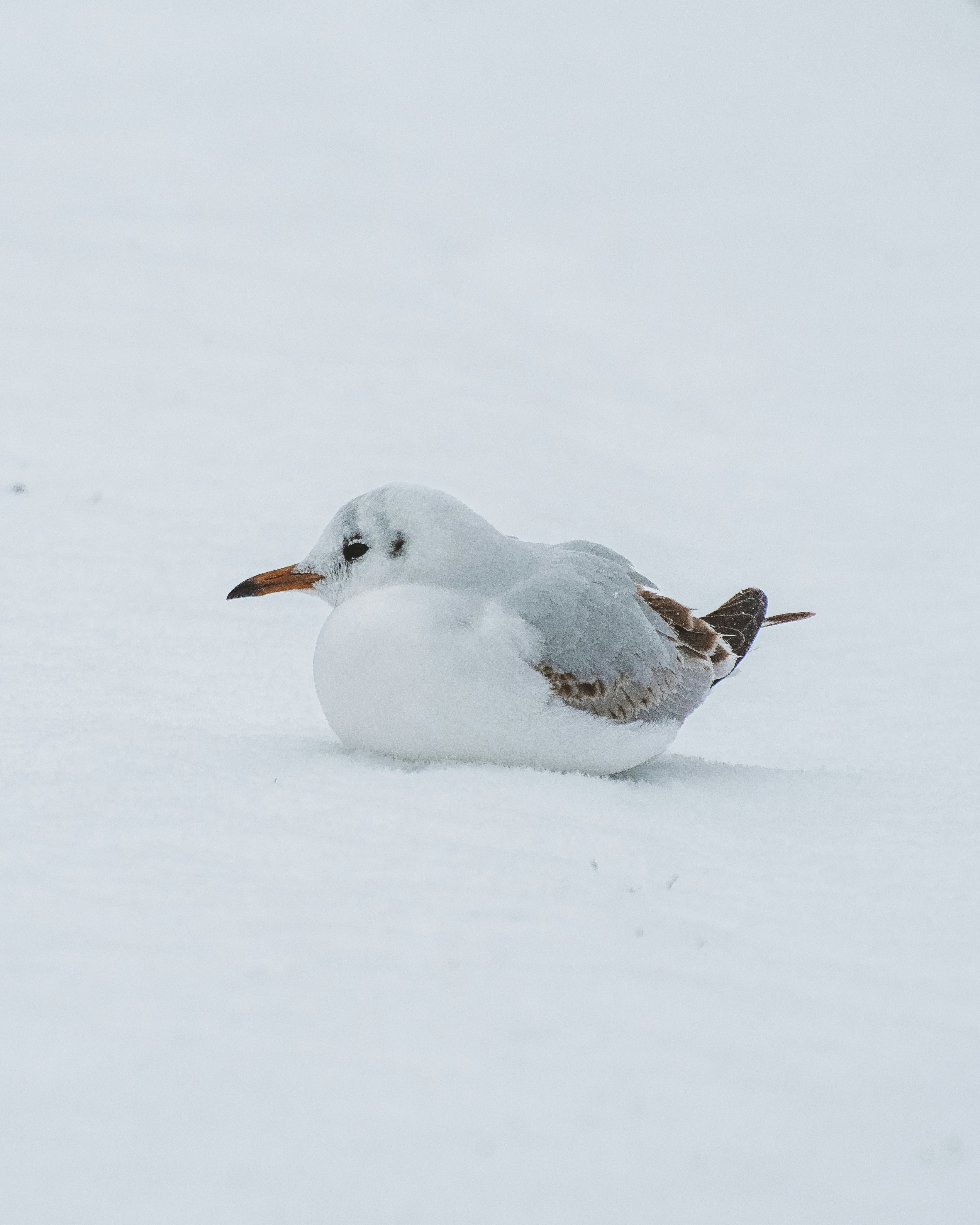 Eine Möwe sitzt im Schnee und sucht nach Nahrung