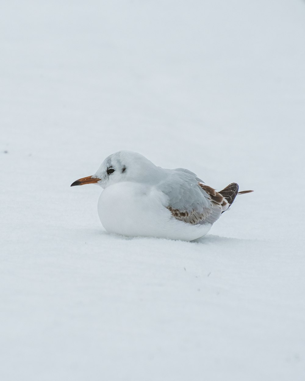 a seagull sitting in the snow looking for food