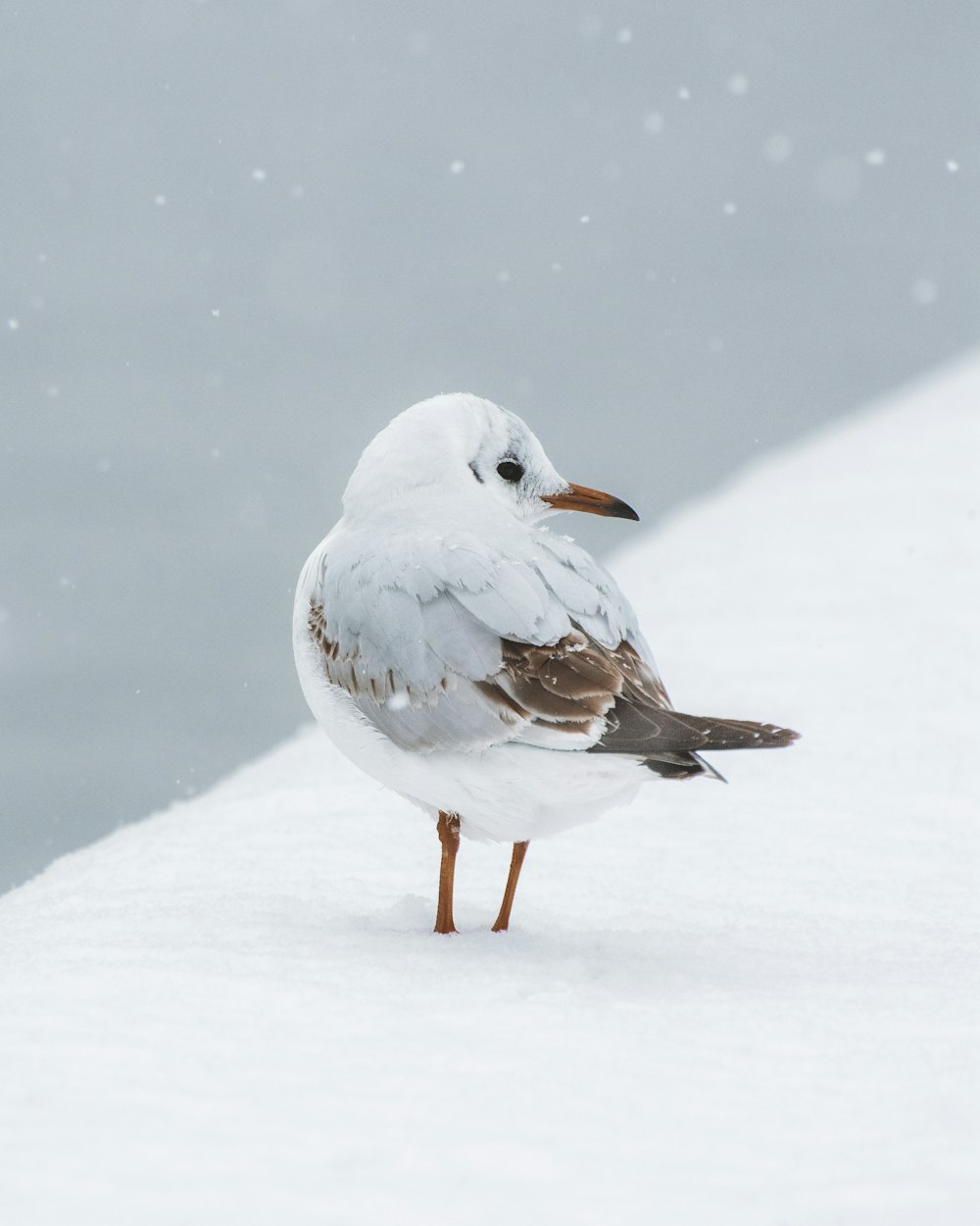 a seagull standing in the snow looking for food