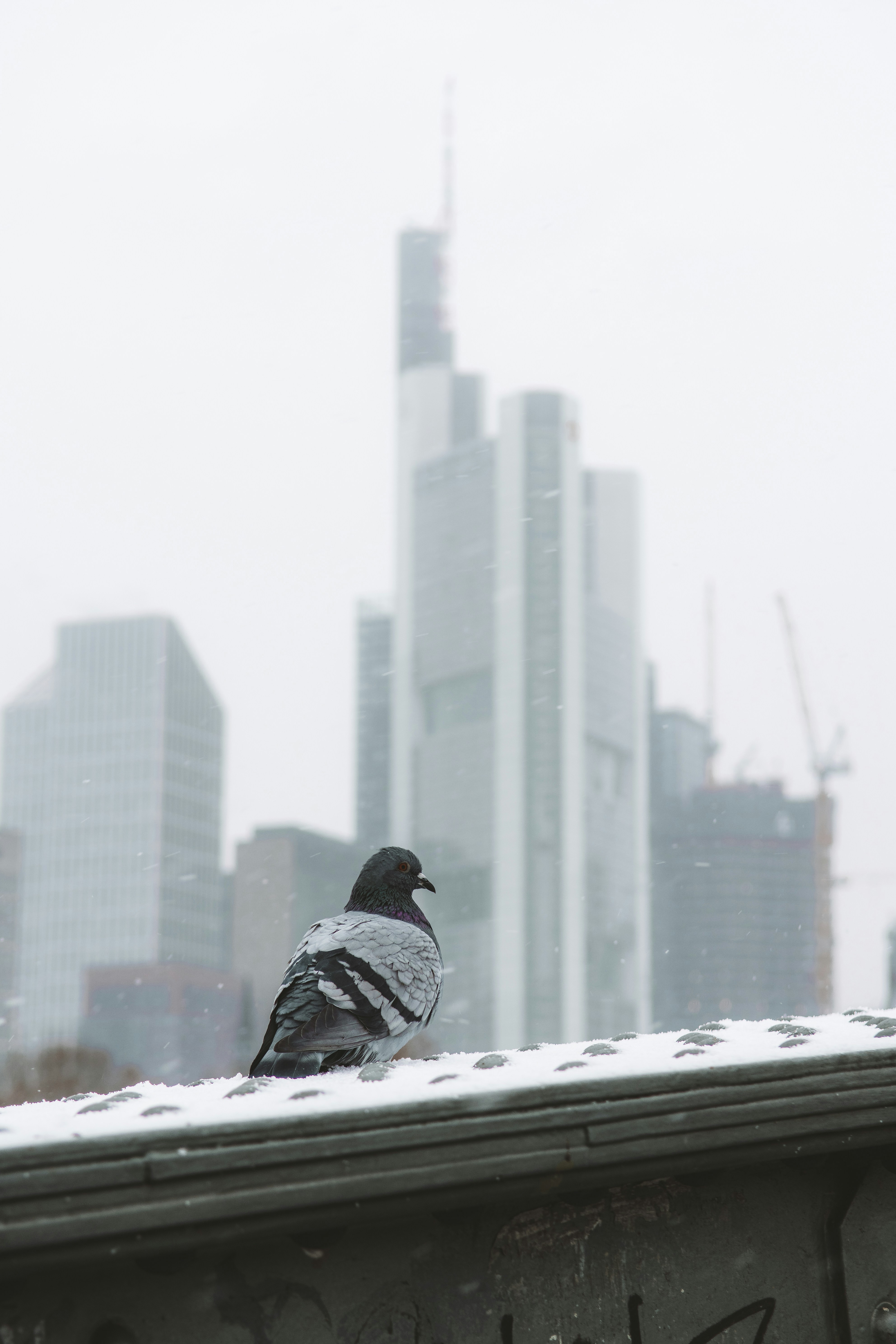 Ein Vogel sitzt auf einem schneebedeckten Dach