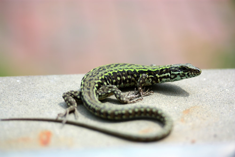 a green and black lizard sitting on top of a cement slab