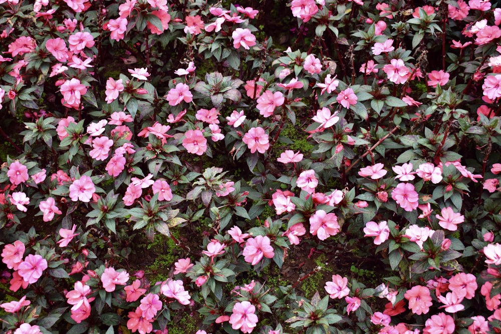 a bunch of pink flowers that are blooming