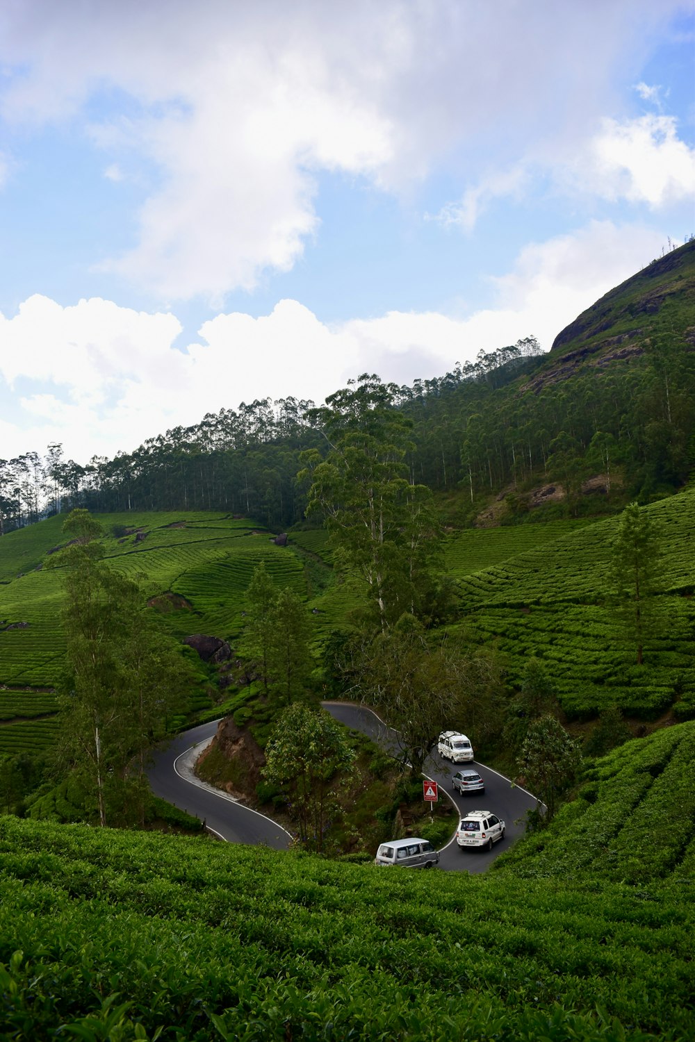 cars driving on a winding road in the middle of a tea estate