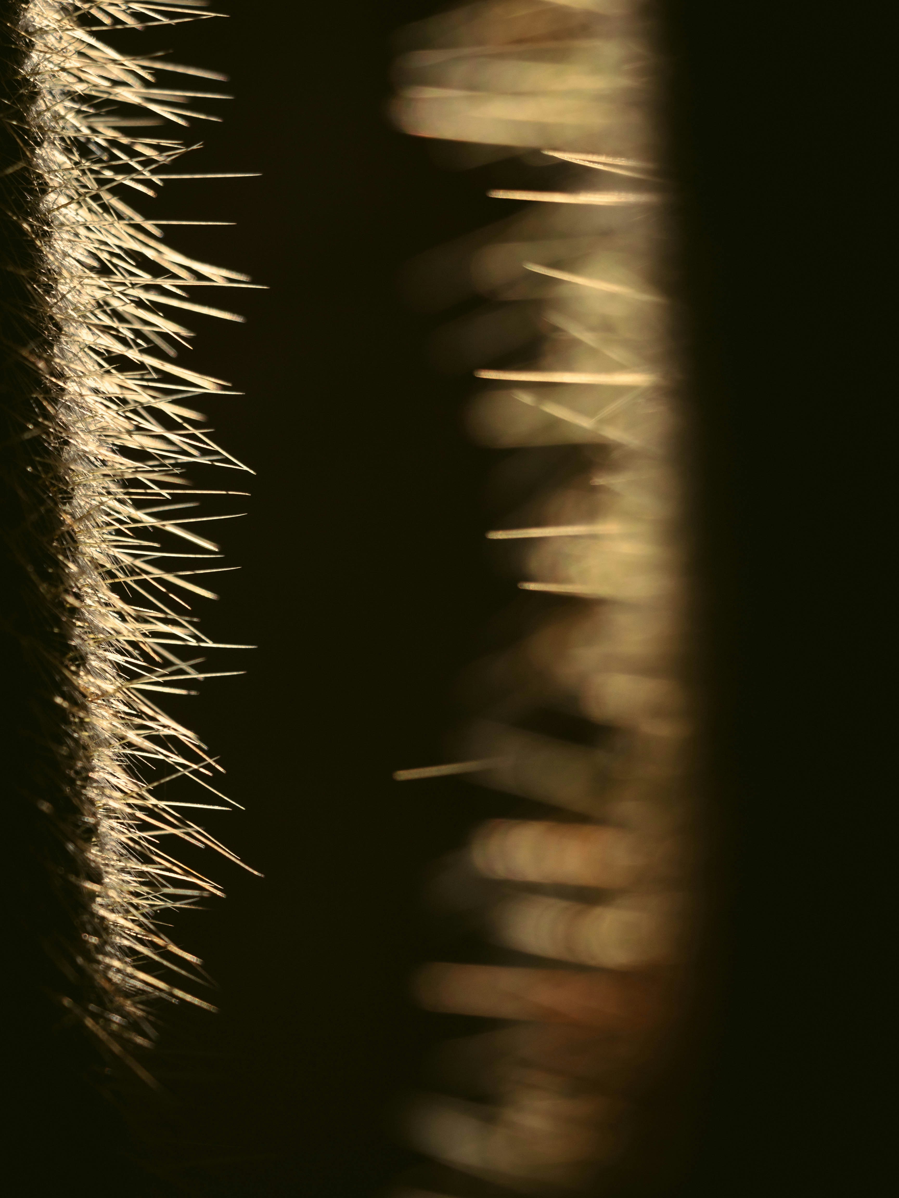 a blurry photo of a bunch of plants