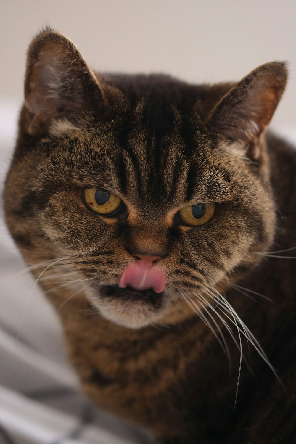 a close up of a cat with its tongue out