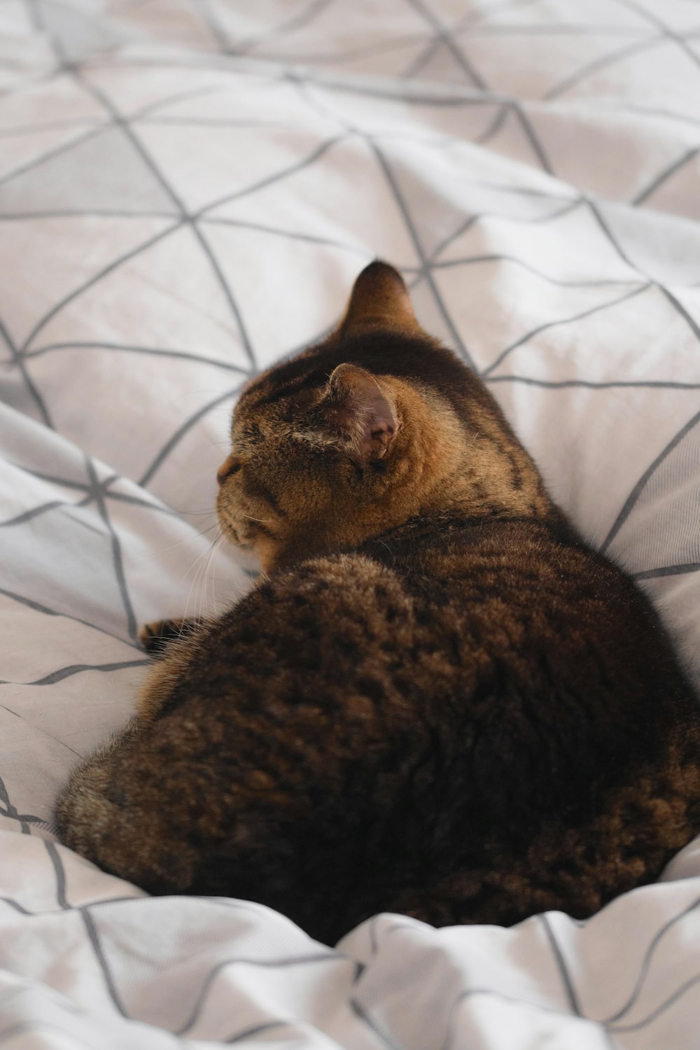 a cat laying on top of a white comforter on a bed