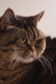 A close-up profile of a cat with striped fur and prominent white whiskers. The cat has a focused gaze and golden eyes, with ears pointed upwards against a neutral background.