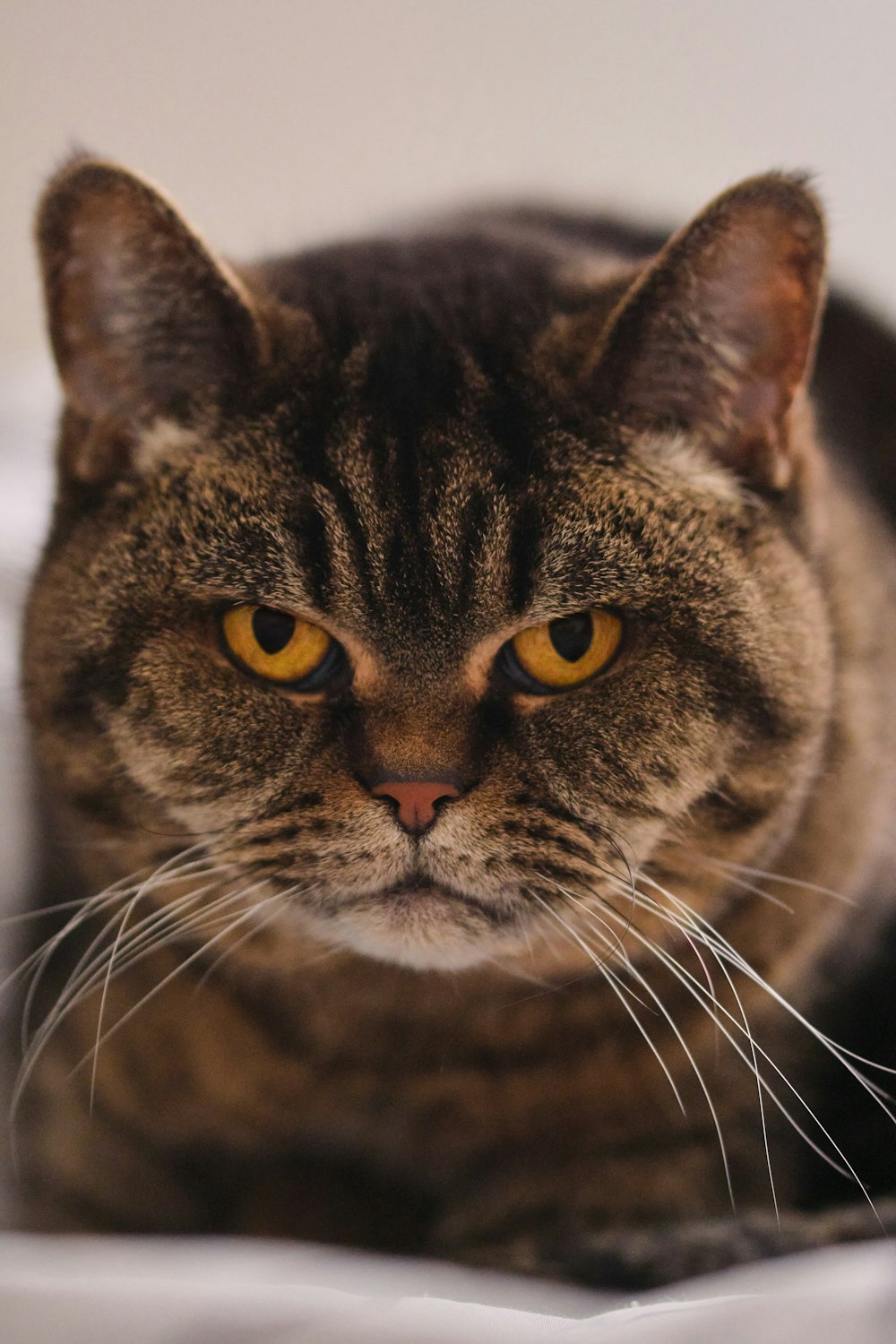 a close up of a cat laying on a bed