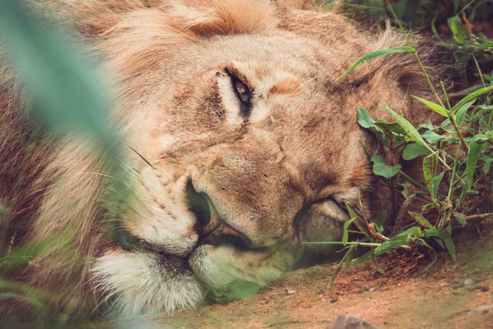 a close up of a lion laying on the ground