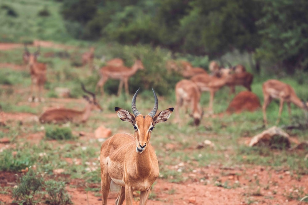 a herd of gazelle standing on top of a dirt field