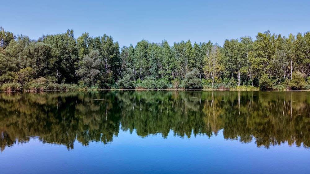 a large body of water surrounded by trees