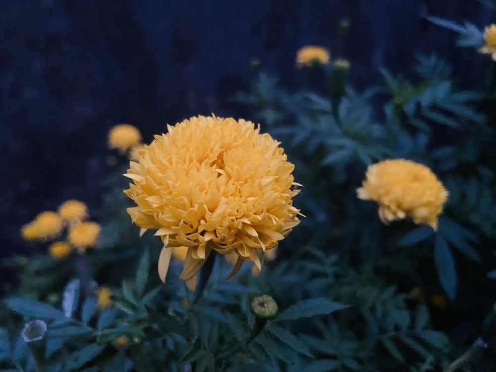 a bunch of yellow flowers in a field