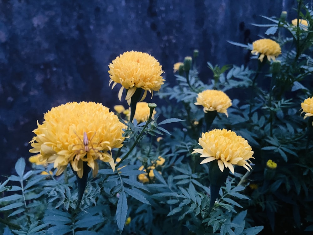 a bunch of yellow flowers in front of a blue wall