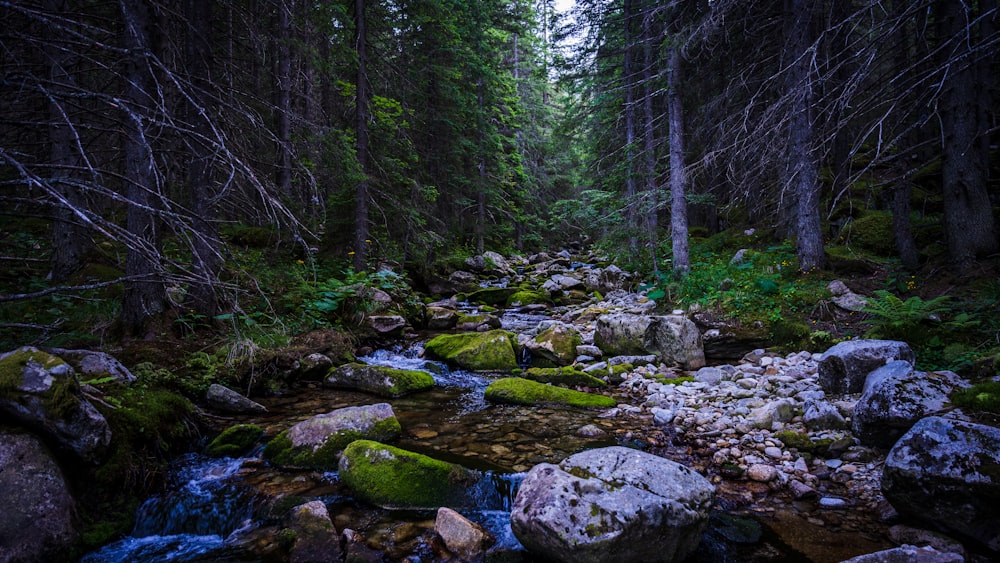 a stream running through a lush green forest