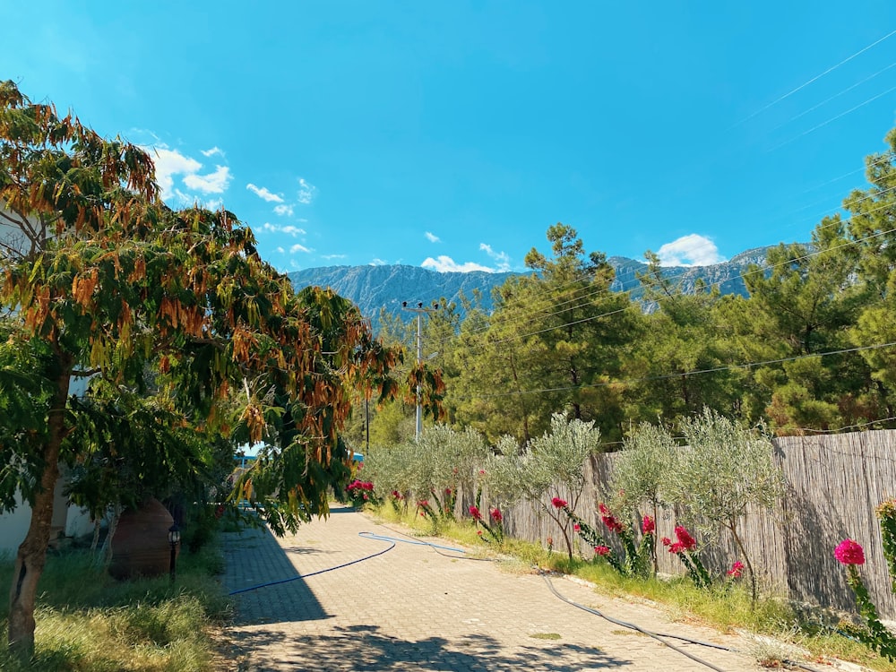 a tree lined street with a fence and mountains in the background