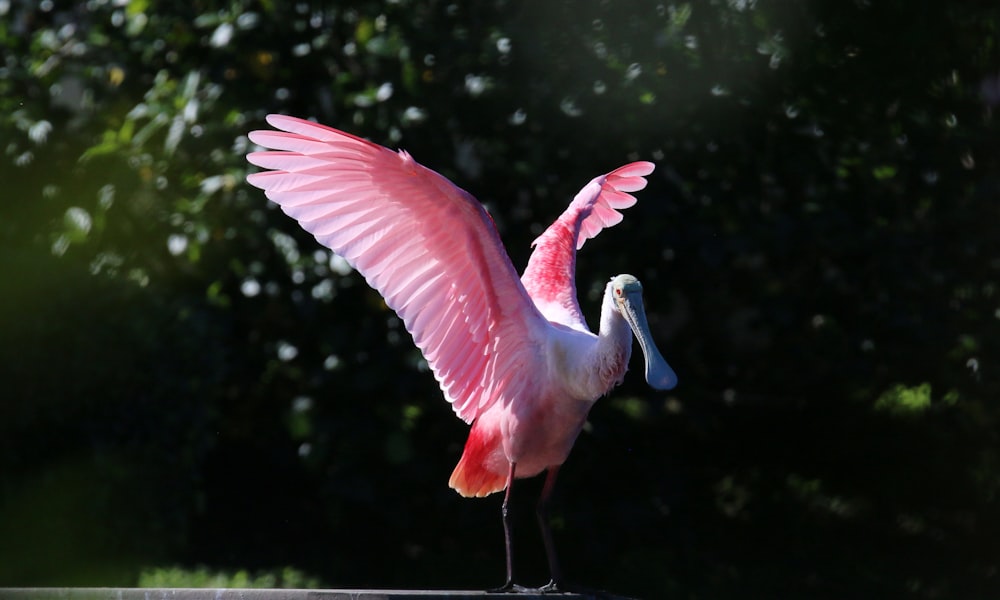 a pink bird with its wings spread spread