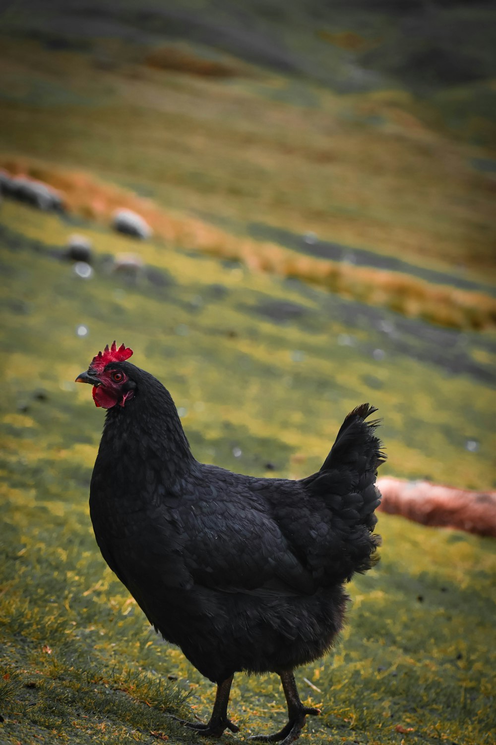 a black chicken standing on top of a lush green field