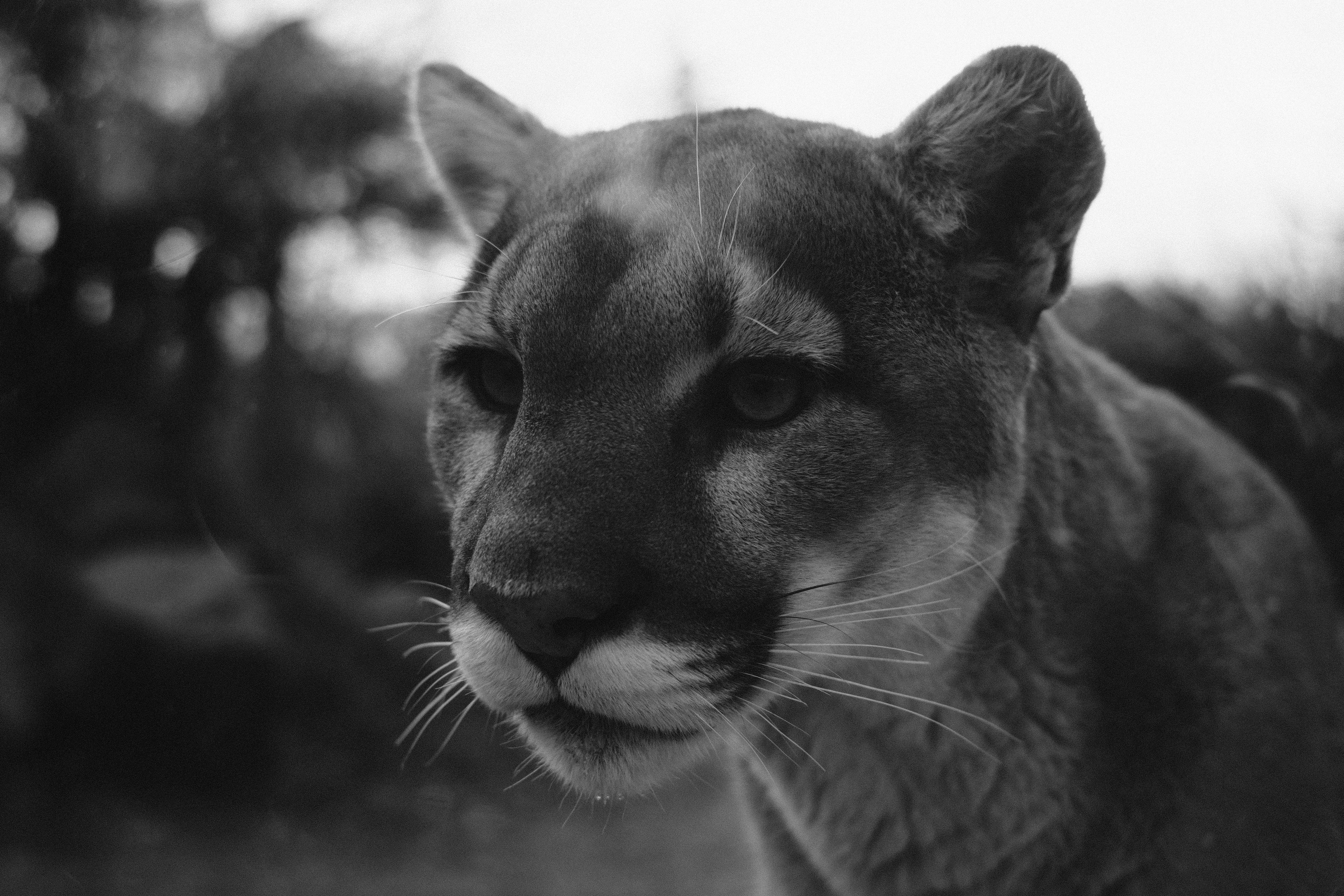 photo-1673122835317-25d0d850ba6c?ixid=M3wxMjA3fDB8MXxzZWFyY2h8OHx8am0lMjBjb3VnYXJ8ZW58MHx8fHwxNzczMzkyNDU3fDA\u0026ixlib=rb-4.1.0