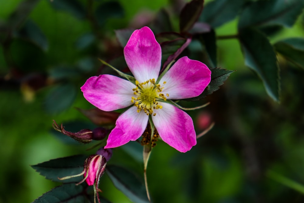 a pink flower with green leaves in the background