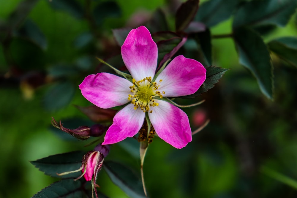 eine rosa Blume mit grünen Blättern im Hintergrund