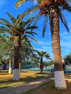 Tall palm trees with trunks painted white at the base line a paved pathway. The ground is covered with grass, and there is a tennis court enclosed by a fence in the background. The sky is clear and blue, creating a tropical and serene atmosphere.