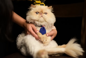 A gentle Persian cat being lovingly held by a volunteer.