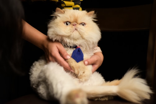 A gentle Persian cat being lovingly held by a volunteer.