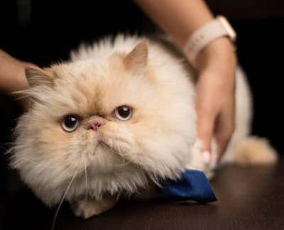 A fluffy cat with a pink bow tie posing on a vibrant turquoise blanket.