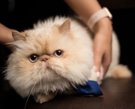 A fluffy cream-colored Persian cat with large, expressive eyes and a blue bow tie. Hands can be seen gently holding the cat.