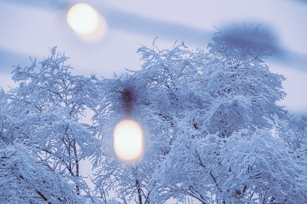 a snow covered tree with street lights in the background