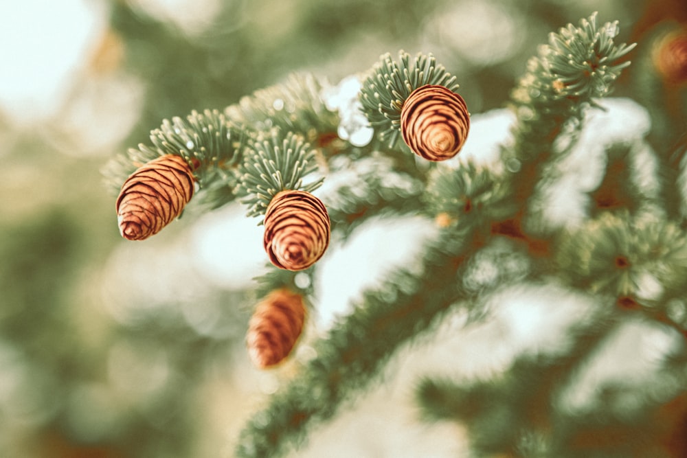 a close up of pine cones on a pine tree