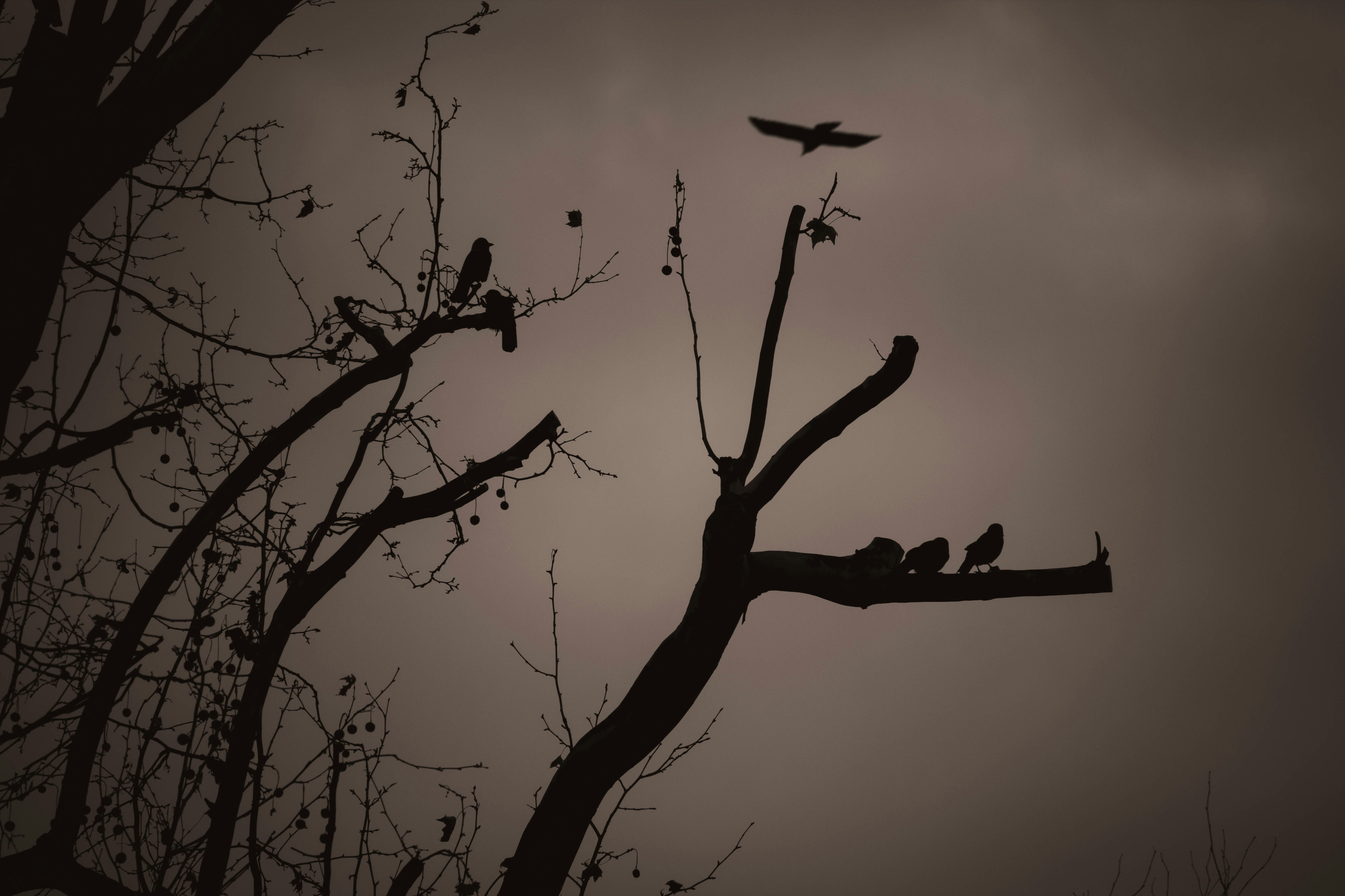 A flock of birds sitting on top of a tree branch photo – Free Hungary ...