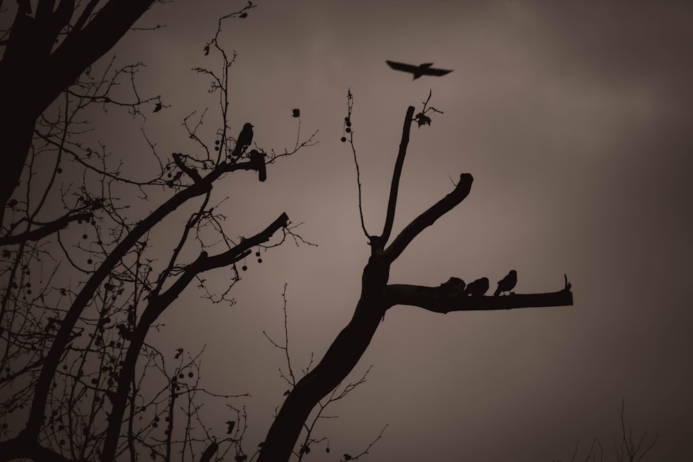 a flock of birds sitting on top of a tree branch