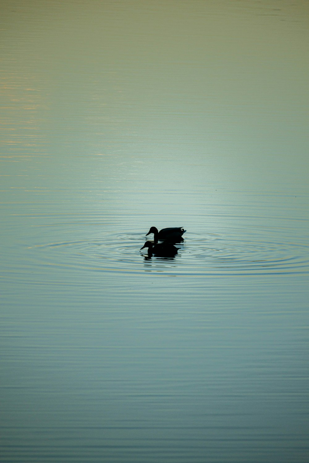 a duck floating on top of a body of water