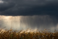 Dark storm clouds loom over a field of tall, dry corn stalks, with visible rain falling in the background.