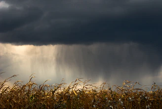 Farmer reviewing drought readiness plans with weather forecast overlays.