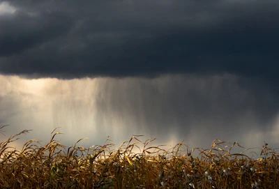 Farmer reviewing drought readiness plans with weather forecast overlays.