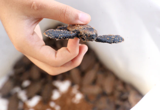 A close-up of a volunteer releasing a sea turtle hatchling into the ocean at sunset.