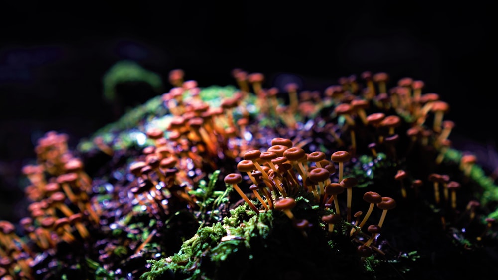a group of tiny mushrooms growing on a mossy surface