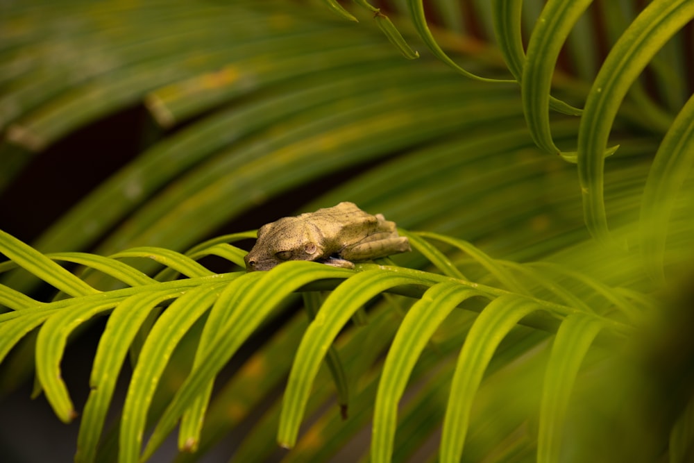 a frog sitting on top of a green leaf