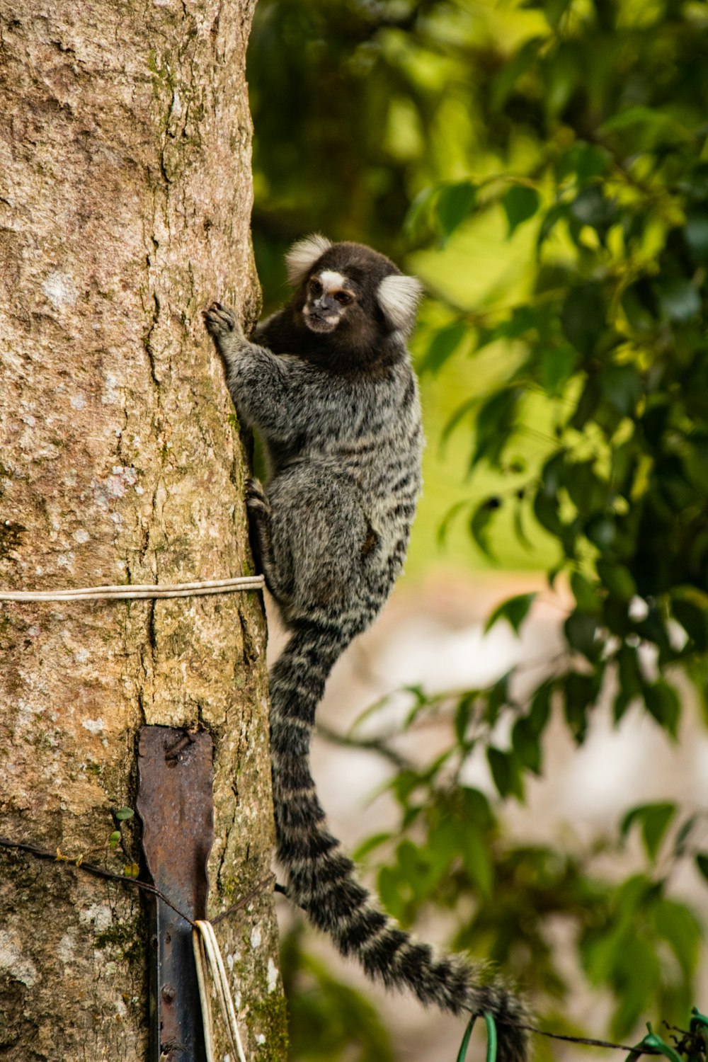 a monkey climbing up the side of a tree