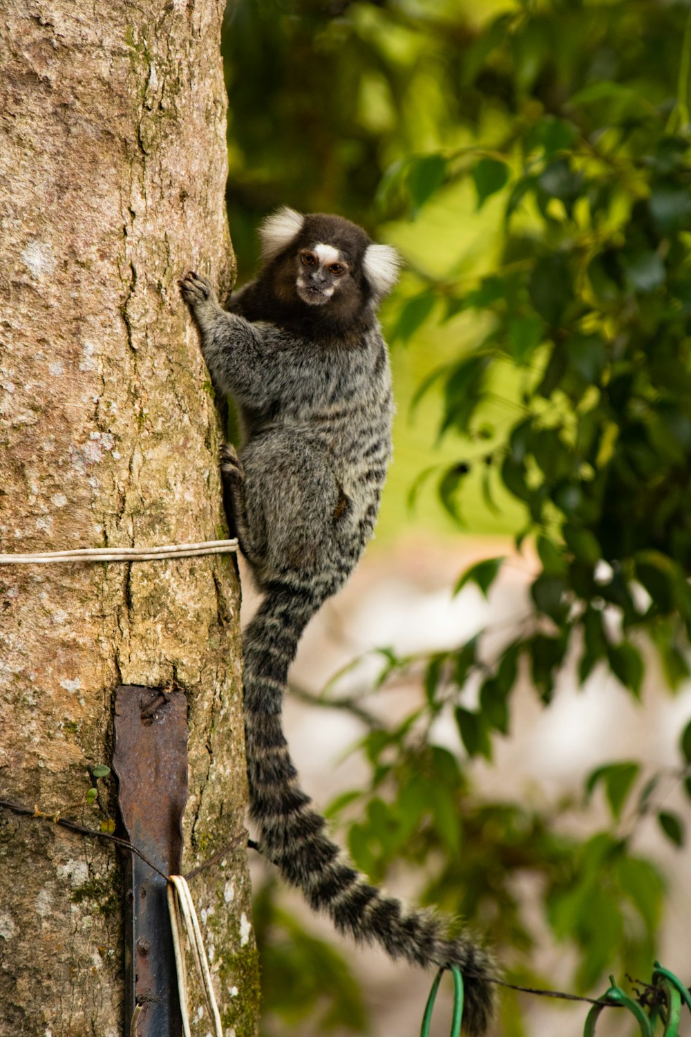 a small monkey climbing up the side of a tree