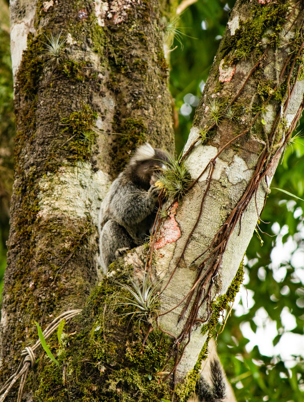 a small animal sitting in the middle of a tree