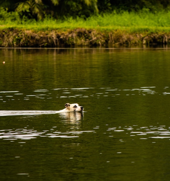 Dog Swimming Safety: Lakes, Rivers, Sea and Pools