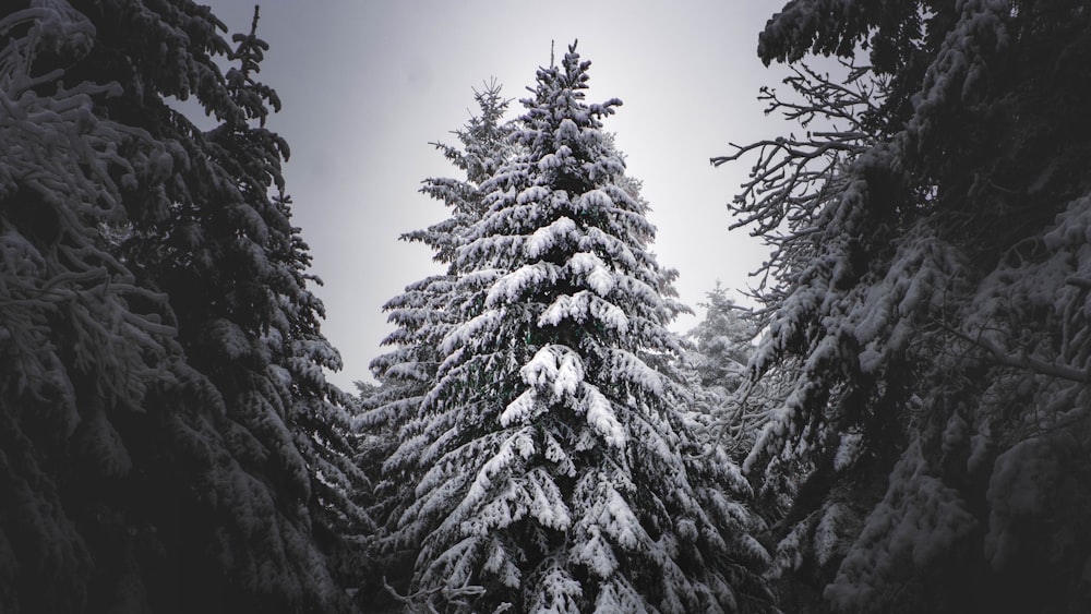 a group of trees covered in snow in a forest